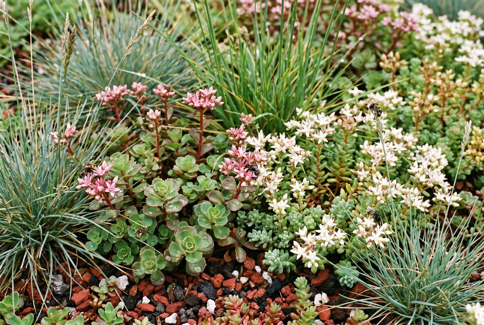 Nahaufnahme von Sedum und Gräsern auf einem Gründachsubstrat