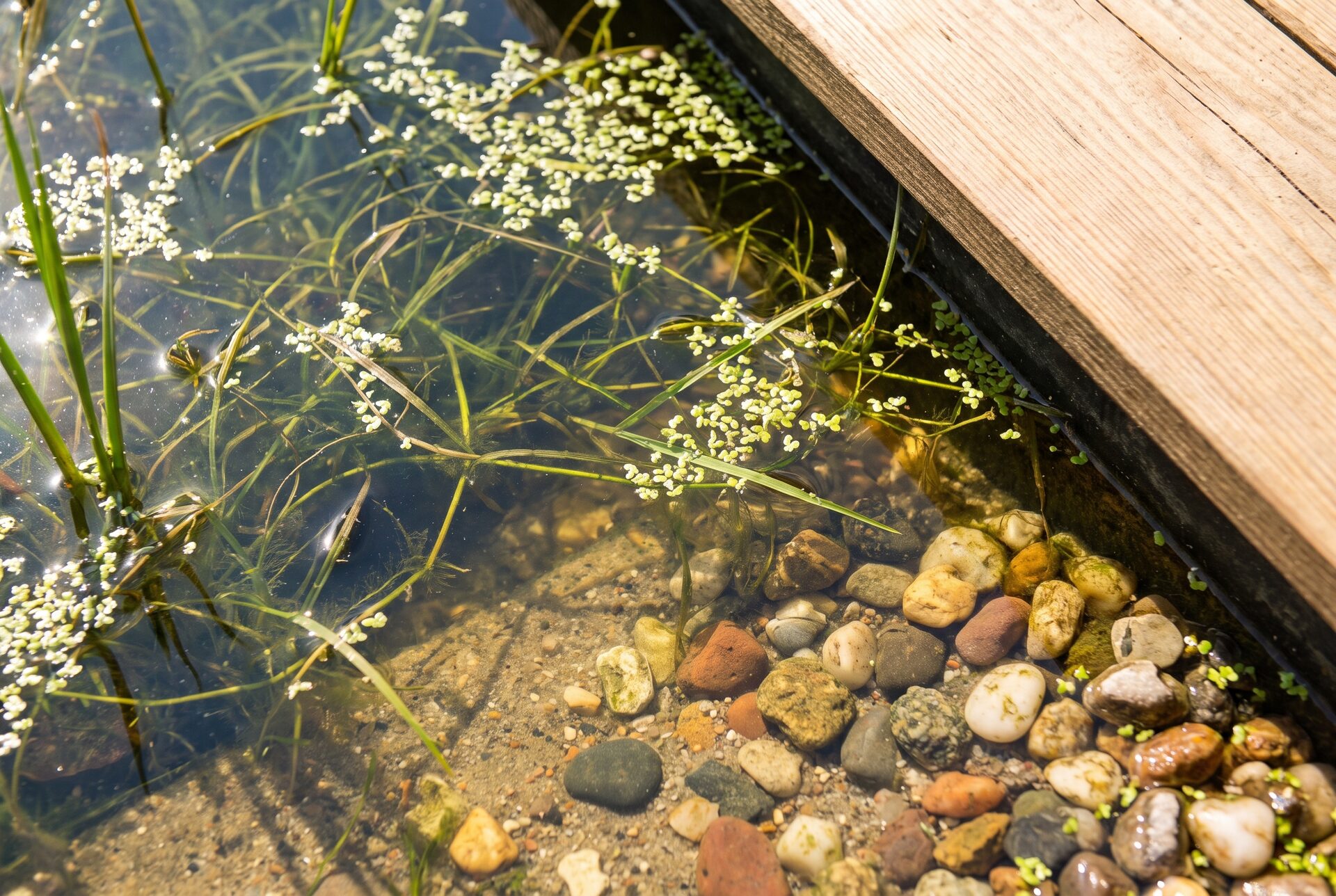Nahaufnahme von Wasserpflanzen und klarem Teichwasser mit Kieseln