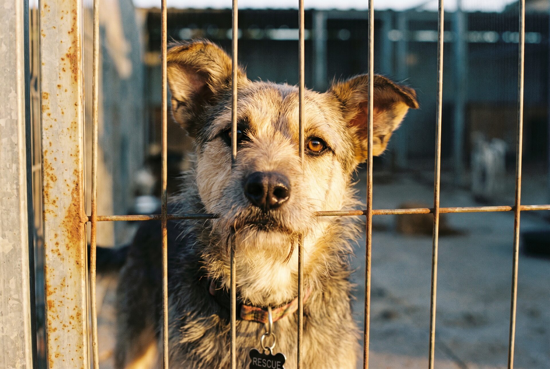 Hund und Katze in einem gepflegten Tierheimgehege